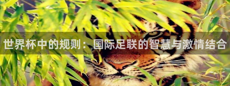 2026年世界杯直播平台:世界杯中的规则:国际足联的智慧与激情结合